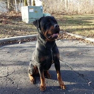 Meet your Posher, Amber